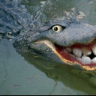 CrookedCrocodile
