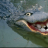 CrookedCrocodile